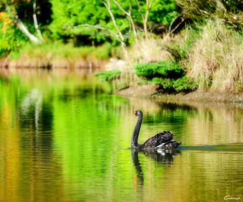Sfondi Black Swan Lake 480x400