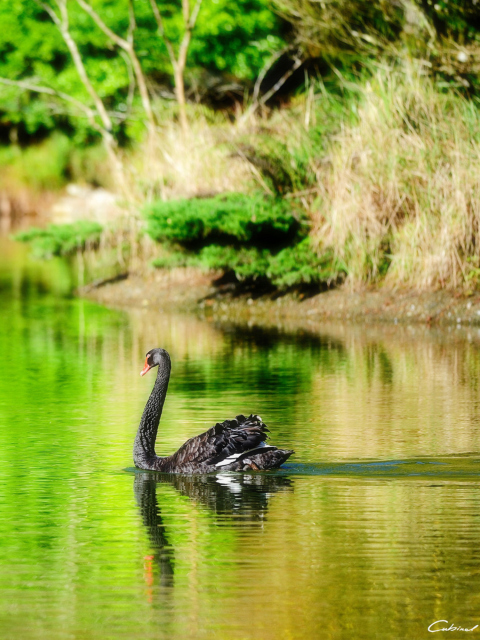 Fondo de pantalla Black Swan Lake 480x640
