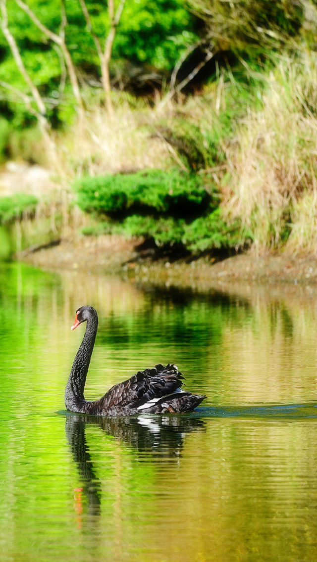 Sfondi Black Swan Lake 640x1136