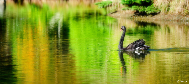 Sfondi Black Swan Lake 720x320