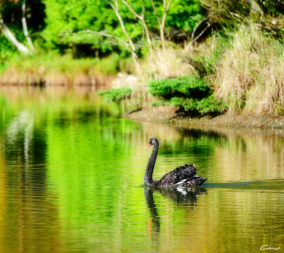 Fondo de pantalla Black Swan Lake 960x854