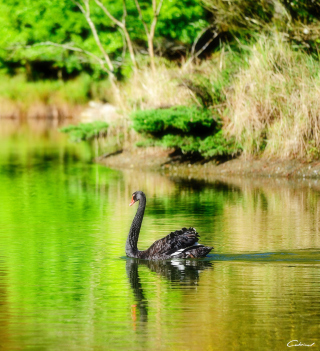 Black Swan Lake - Obrázkek zdarma pro 208x208