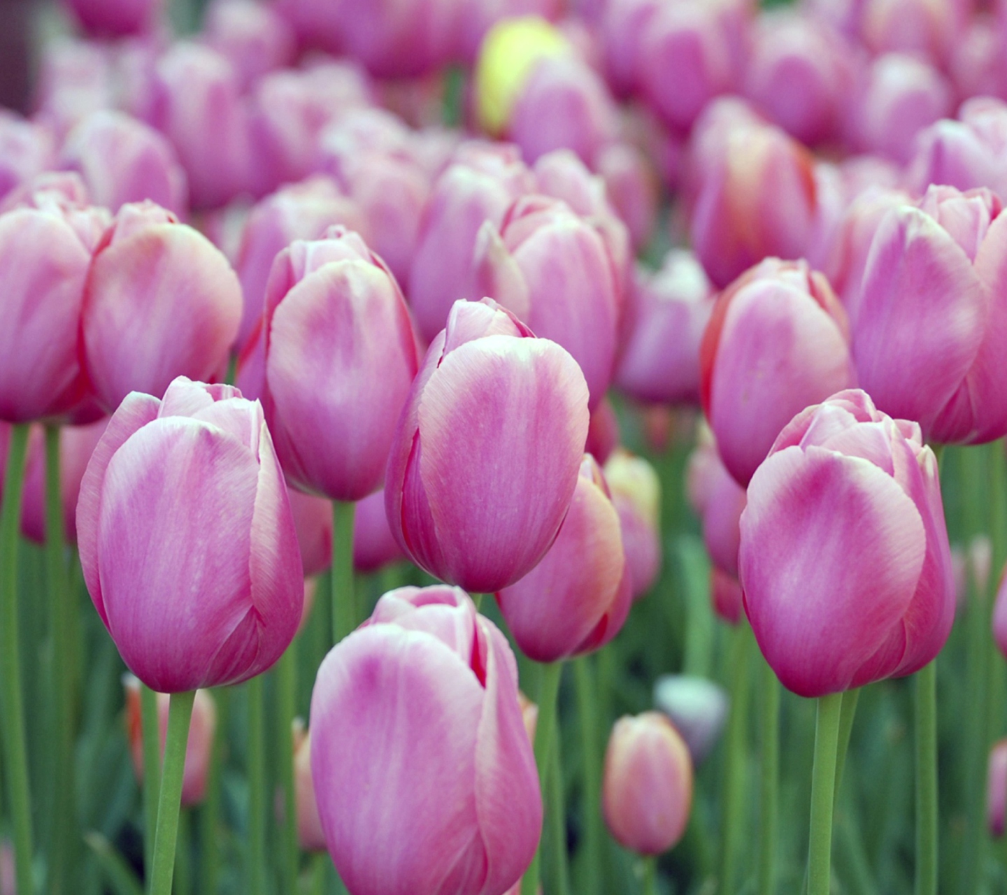 Обои Pink Tulips 1440x1280