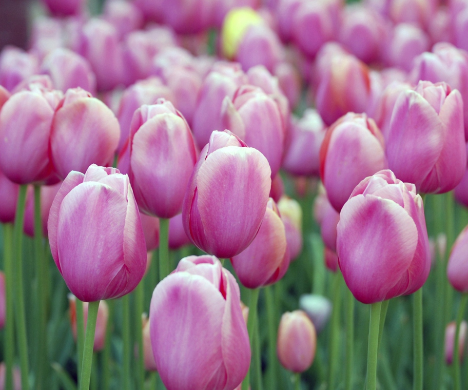 Fondo de pantalla Pink Tulips 960x800