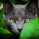 Das Cat With Green Eyes Wallpaper 128x128