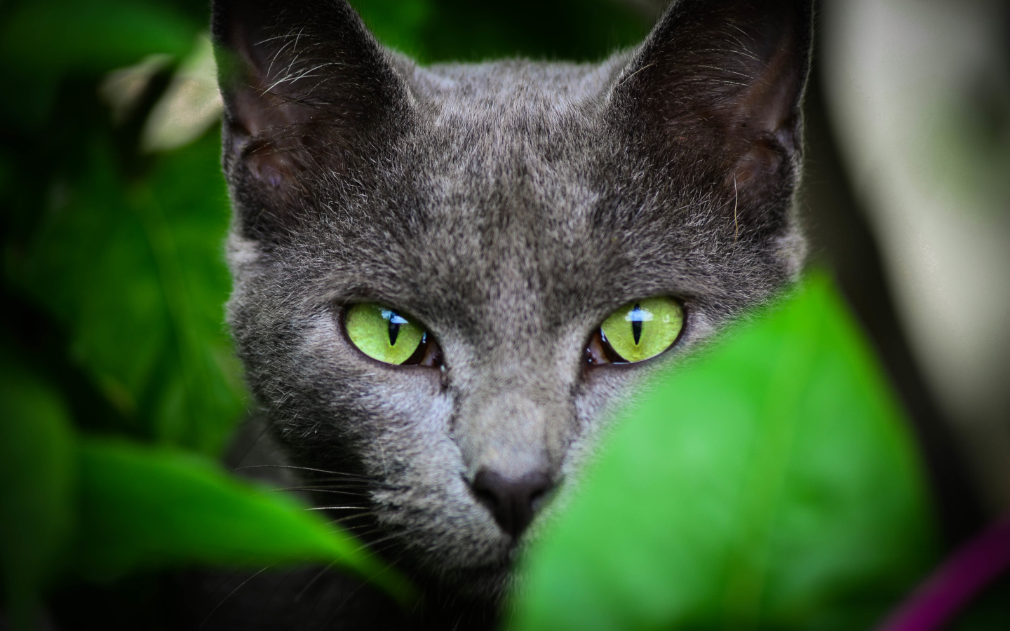 Sfondi Cat With Green Eyes 1440x900