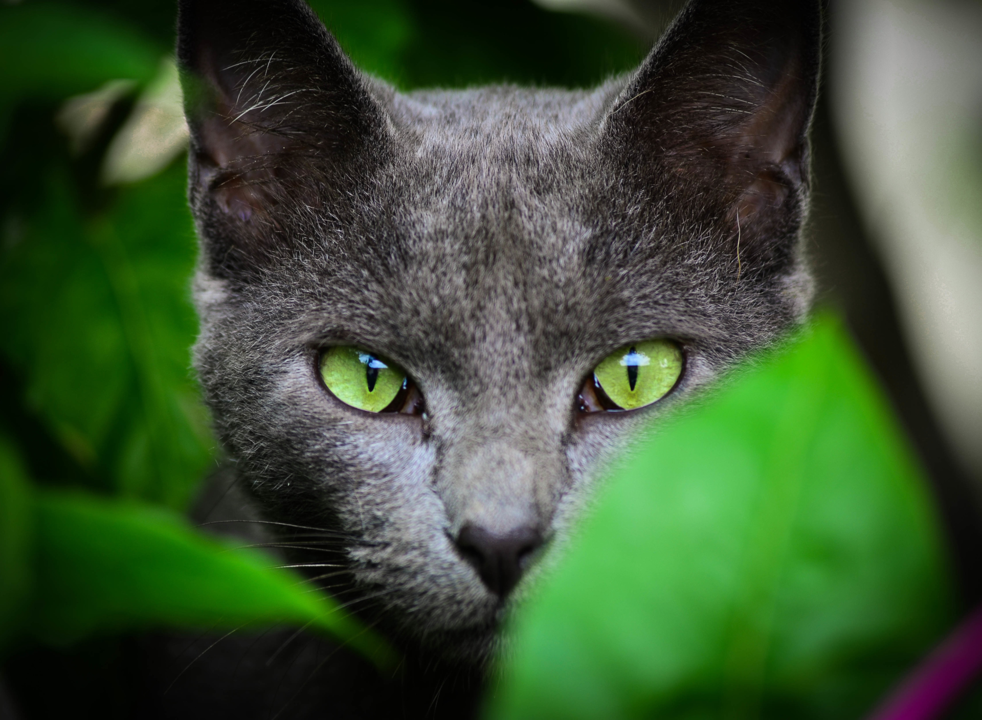 Cat With Green Eyes wallpaper 1920x1408