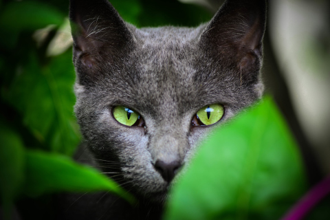 Screenshot №1 pro téma Cat With Green Eyes 480x320