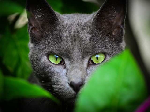 Обои Cat With Green Eyes 640x480