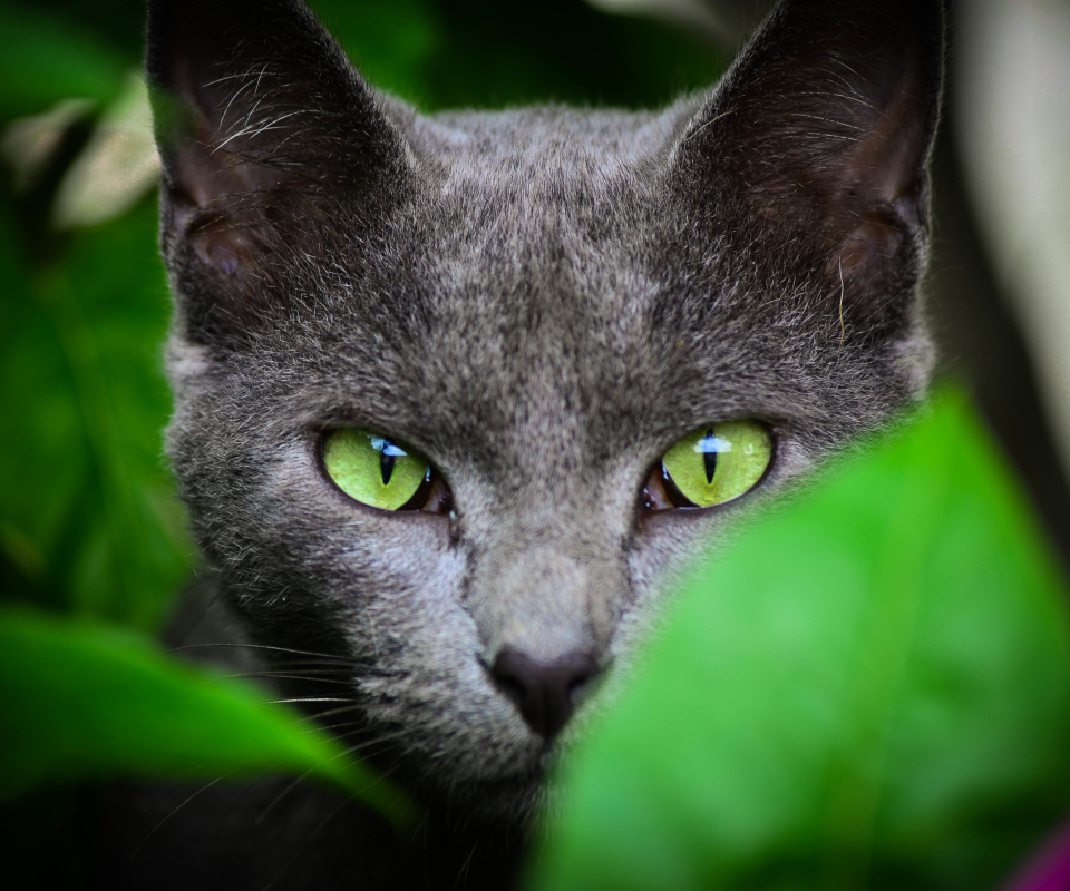 Das Cat With Green Eyes Wallpaper 960x800
