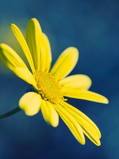 Yellow Flower On Blue Background wallpaper 240x320