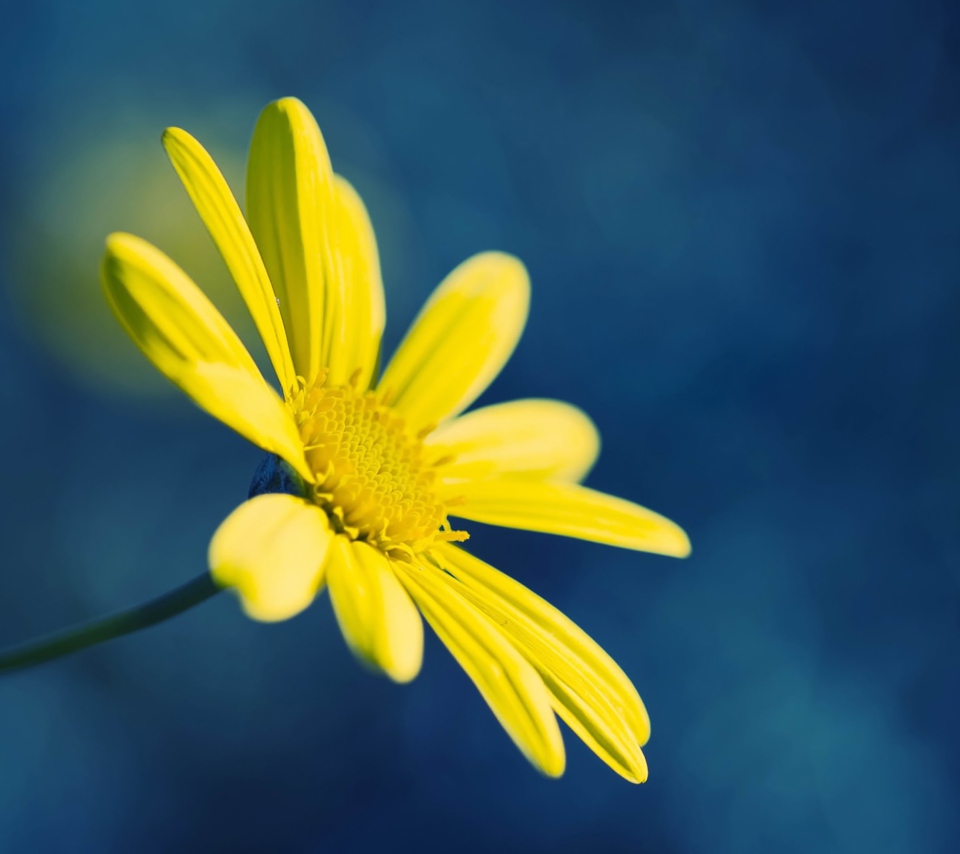 Fondo de pantalla Yellow Flower On Blue Background 960x854