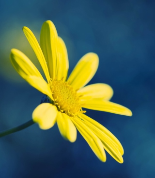 Yellow Flower On Blue Background - Obrázkek zdarma pro iPhone 6 Plus