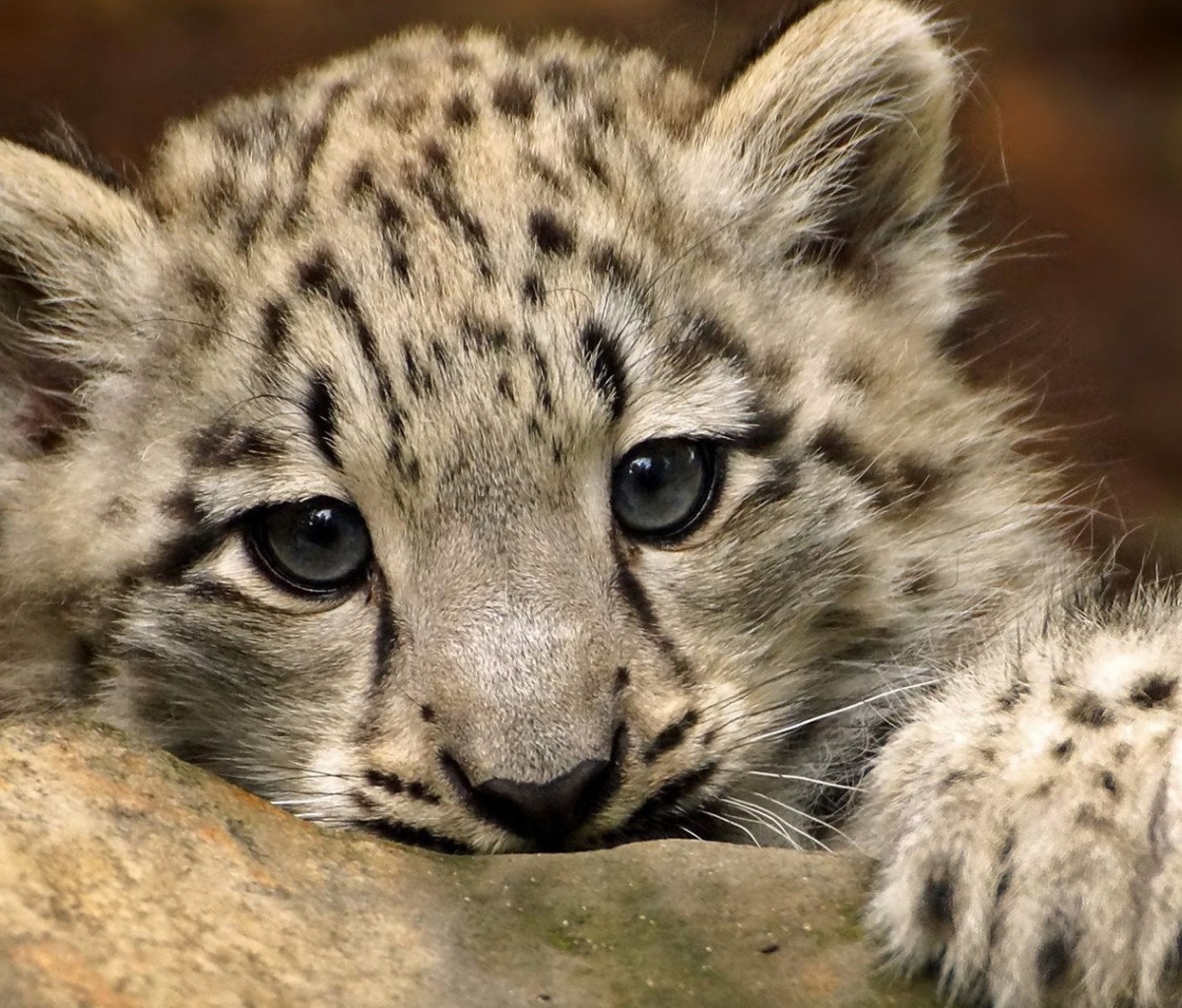 Small Snow Leopard HD wallpaper 1200x1024