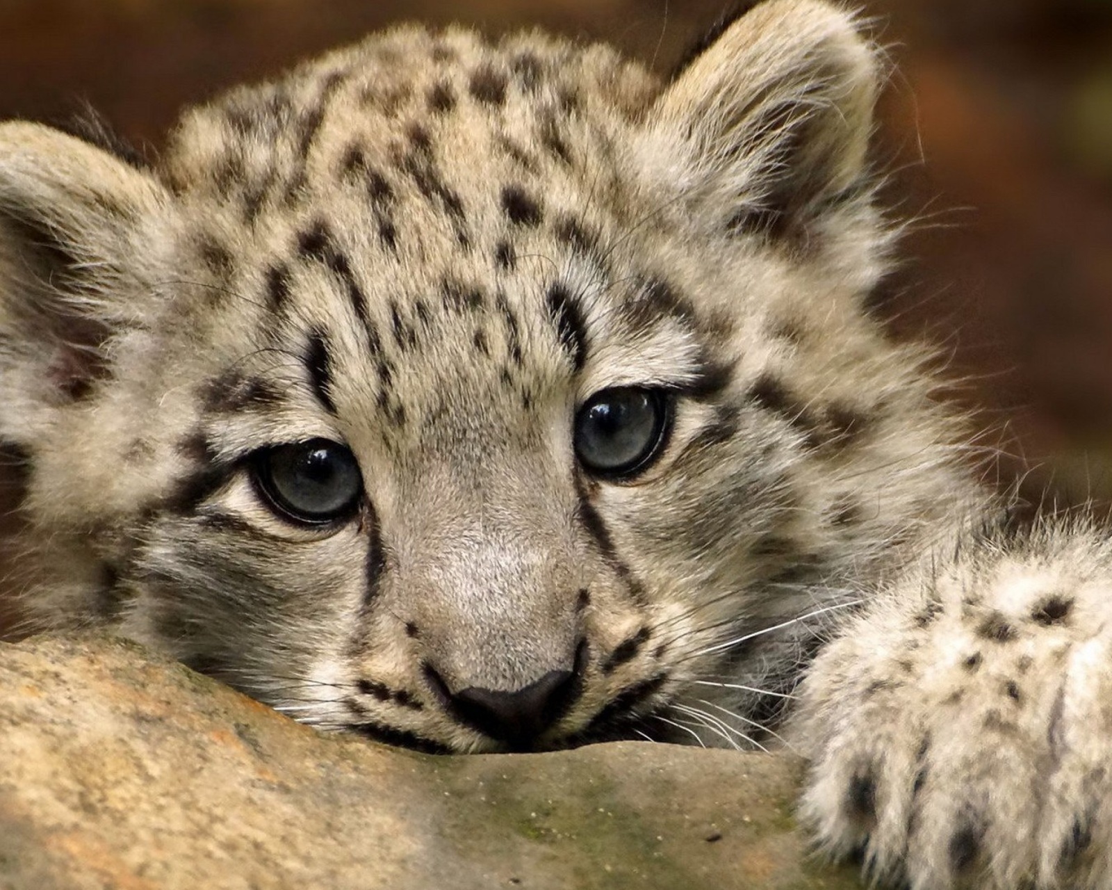 Small Snow Leopard HD wallpaper 1600x1280