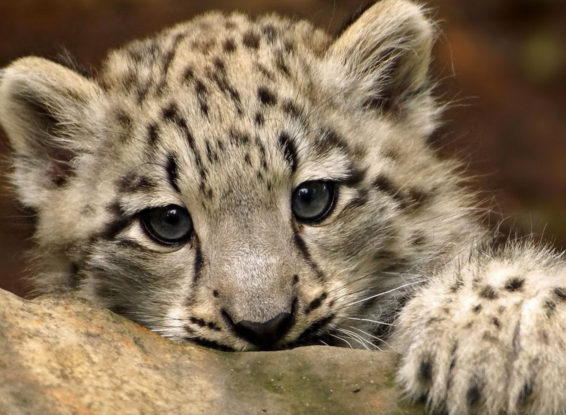 Small Snow Leopard HD screenshot #1 1920x1408