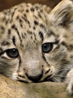 Das Small Snow Leopard HD Wallpaper 240x320