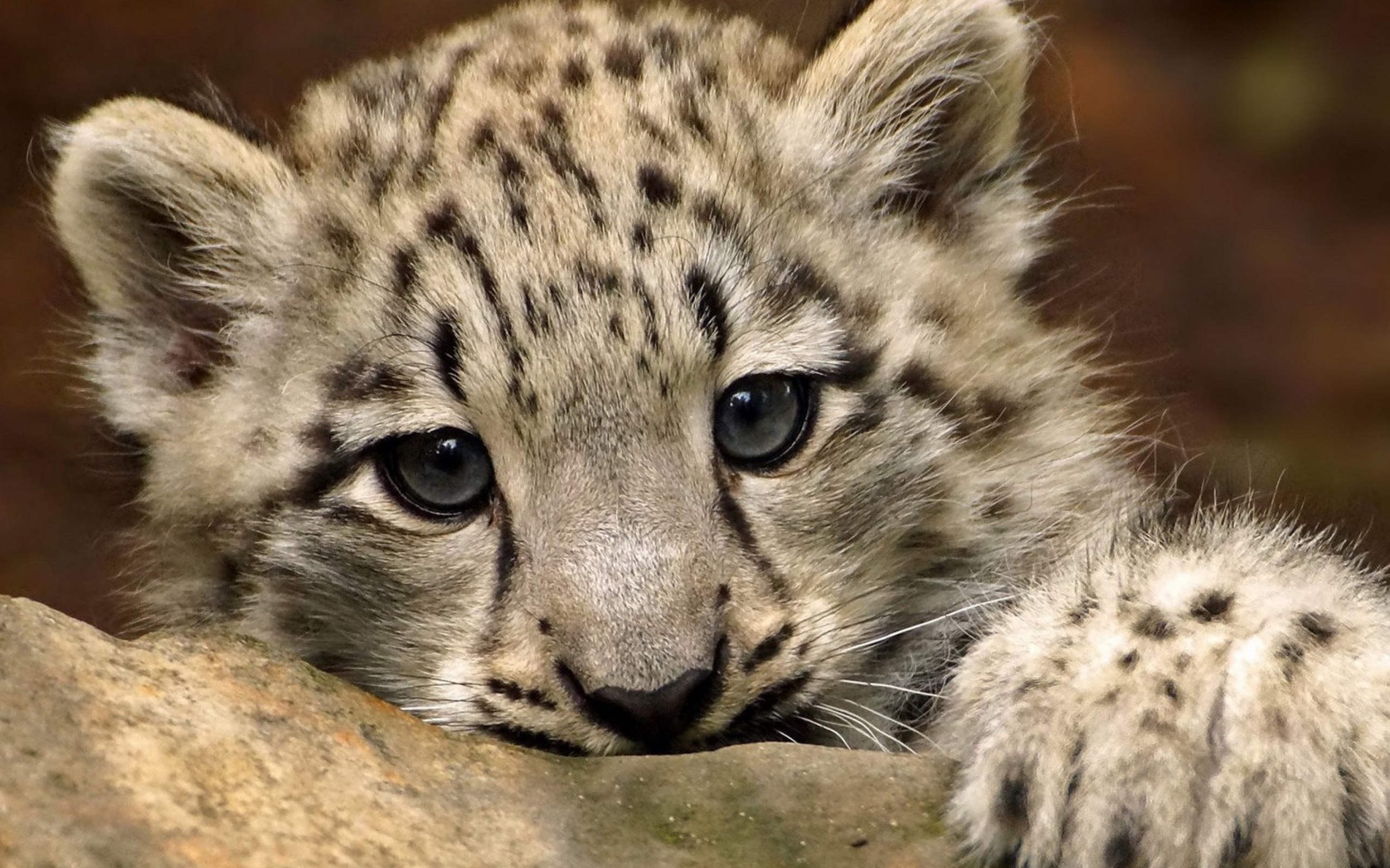 Small Snow Leopard HD wallpaper 2560x1600