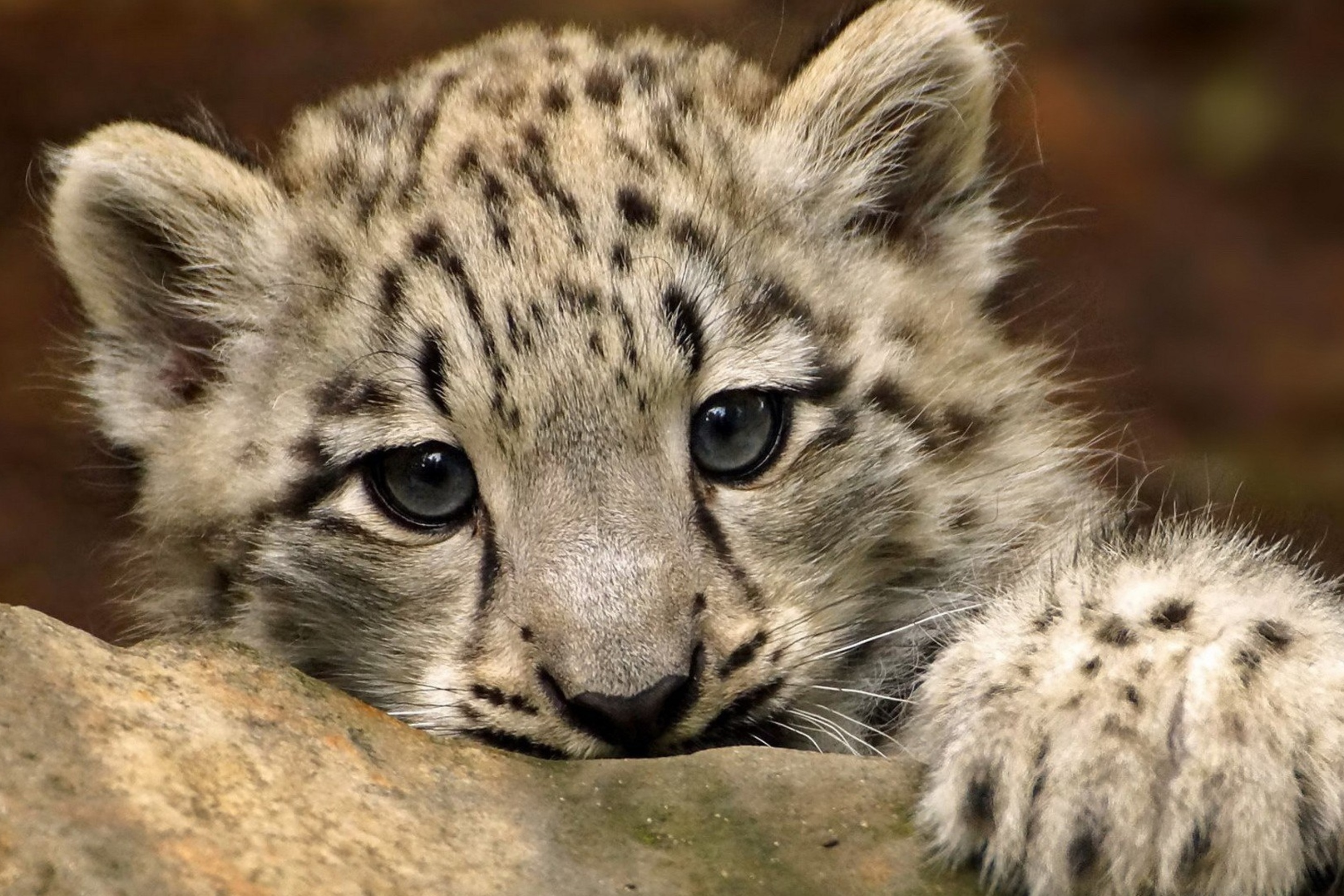 Das Small Snow Leopard HD Wallpaper 2880x1920