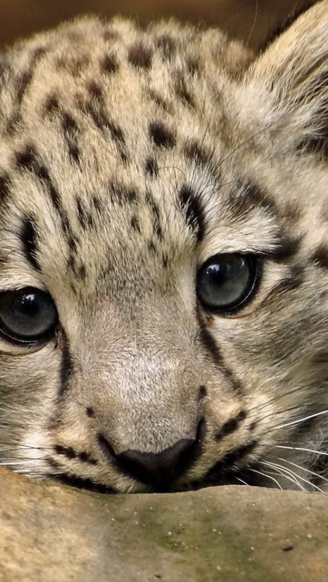 Das Small Snow Leopard HD Wallpaper 640x1136