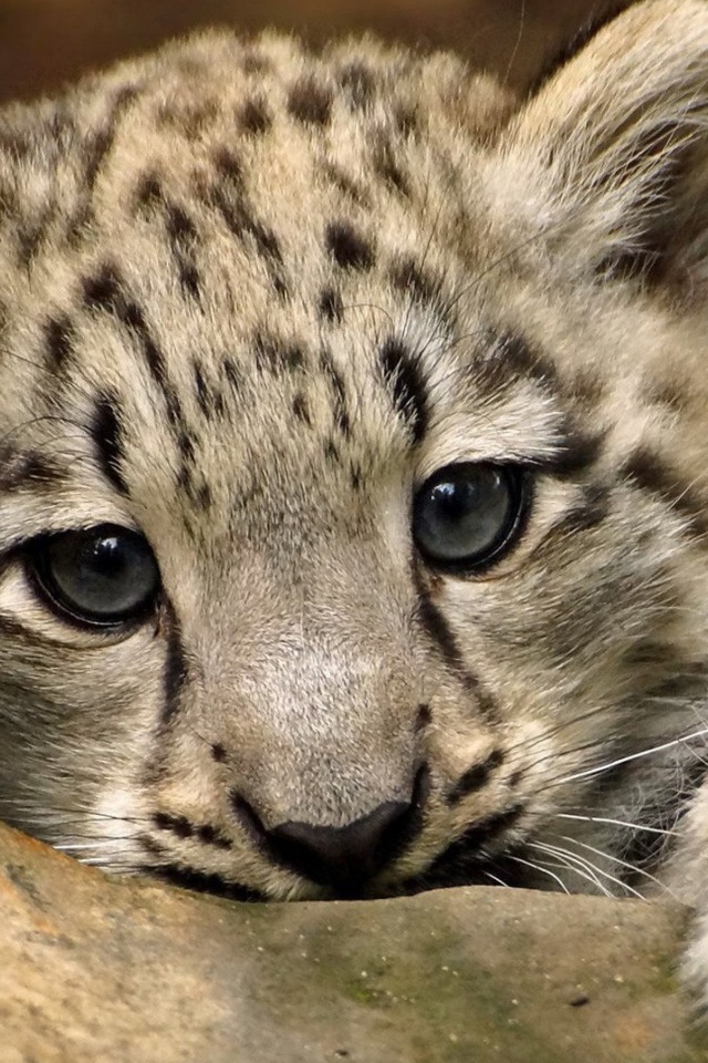Small Snow Leopard HD screenshot #1 640x960