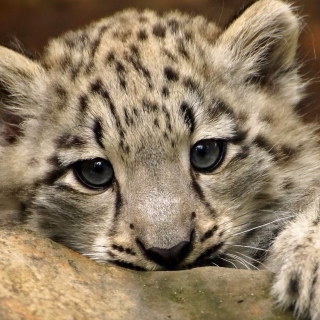 Small Snow Leopard HD - Obrázkek zdarma pro 208x208