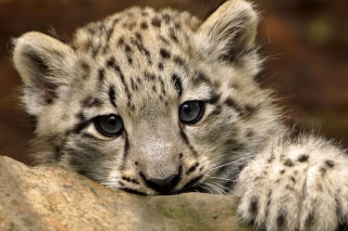 Small Snow Leopard HD - Obrázkek zdarma 