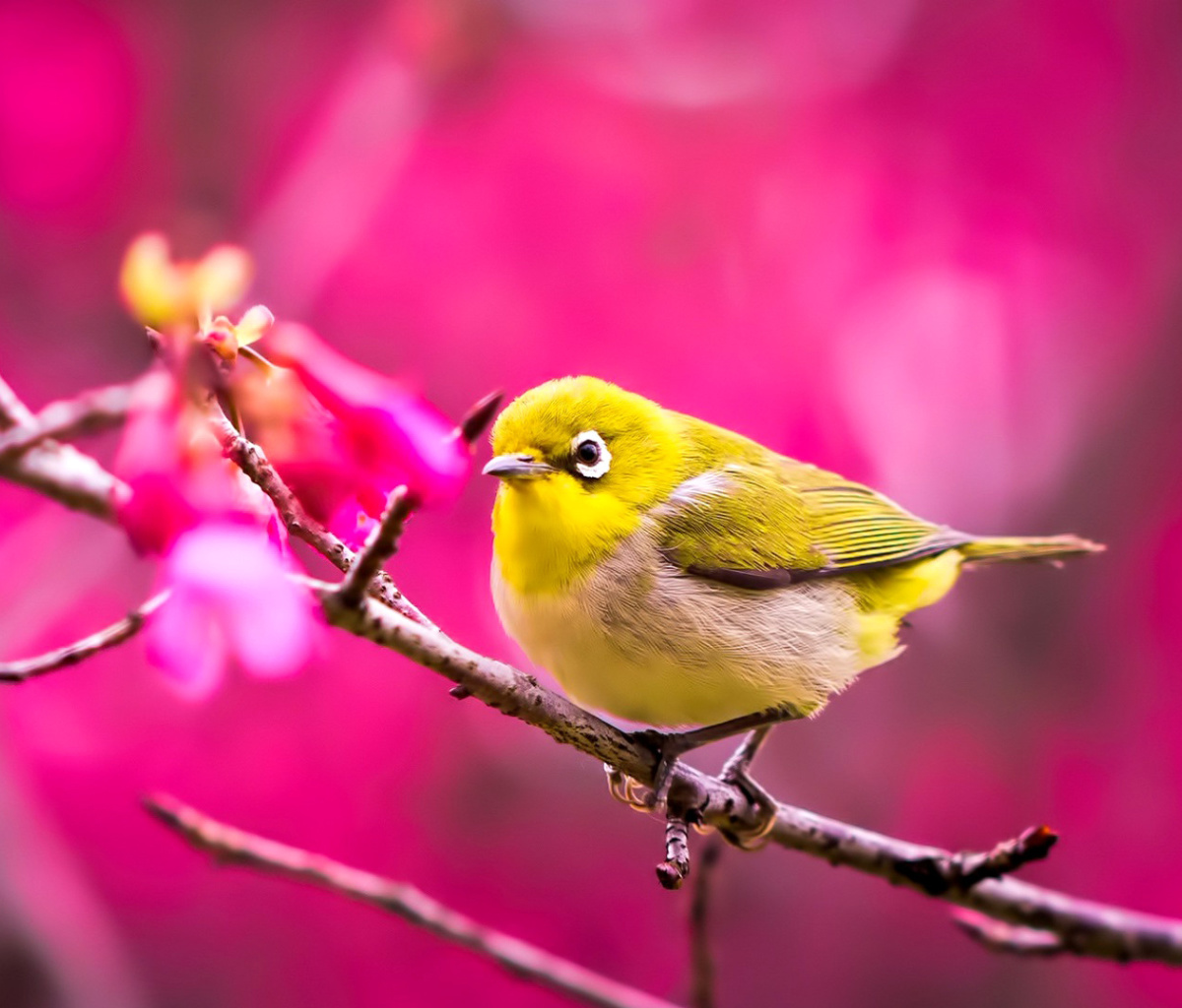 Обои Cute Yellow Bird 1200x1024