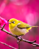 Screenshot №1 pro téma Cute Yellow Bird 128x160