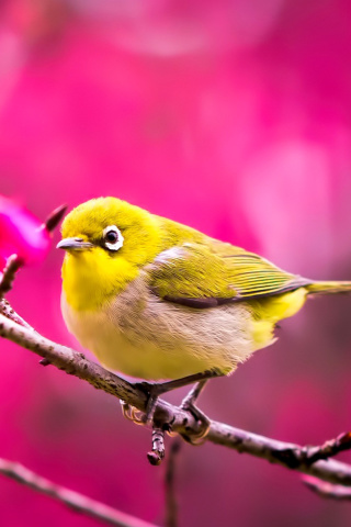 Cute Yellow Bird wallpaper 320x480