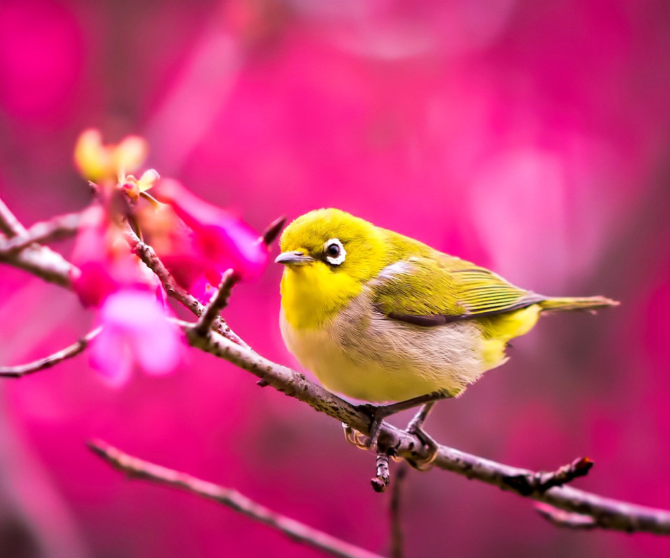 Fondo de pantalla Cute Yellow Bird 960x800