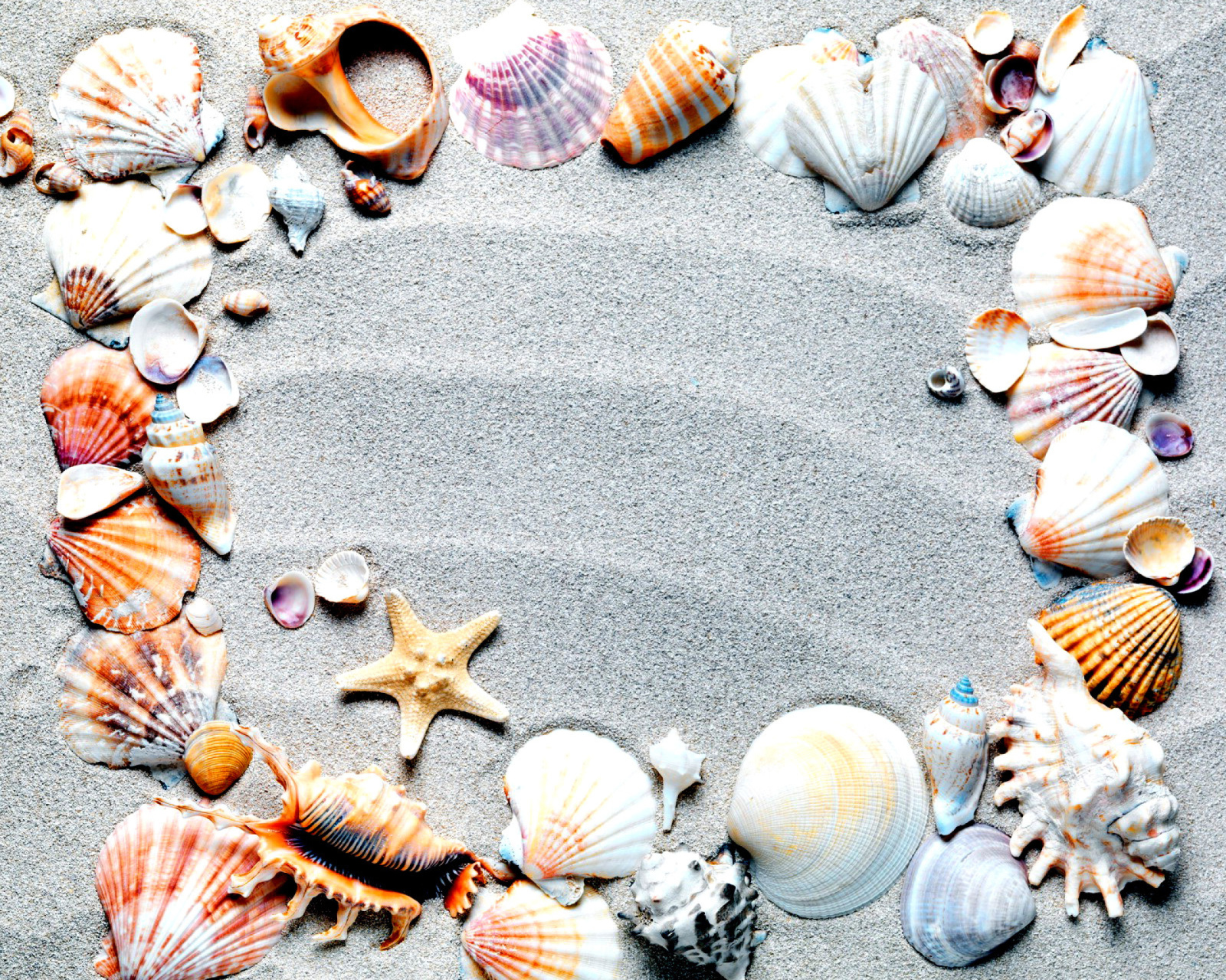 Fondo de pantalla Australian Seashells Favors 1600x1280