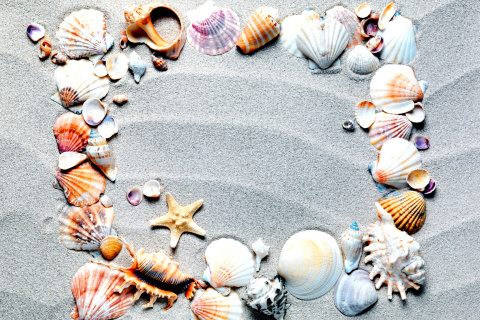 Das Australian Seashells Favors Wallpaper 480x320