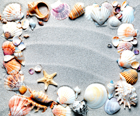 Обои Australian Seashells Favors 480x400