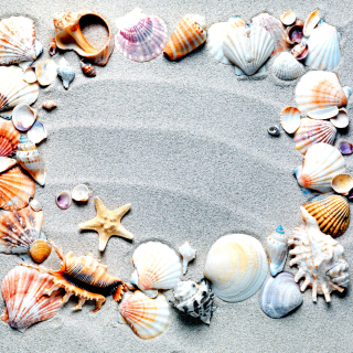 Kostenloses Australian Seashells Favors Wallpaper für iPad Air