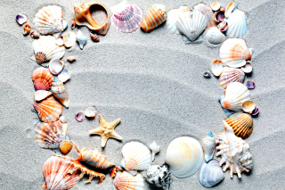 Australian Seashells Favors Wallpaper for Android, iPhone and iPad