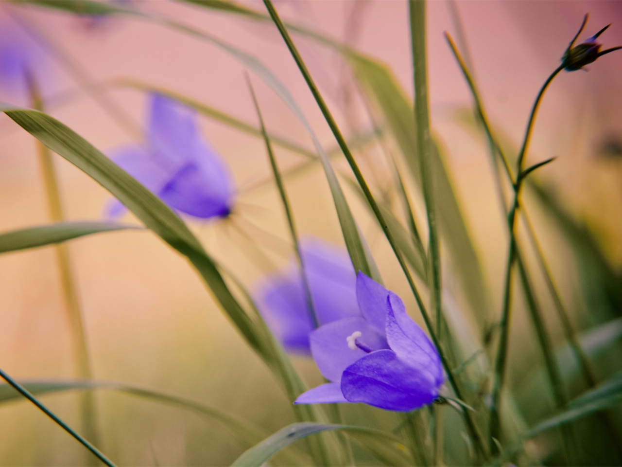 Screenshot №1 pro téma Blue Wild Flowers 1280x960