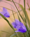 Screenshot №1 pro téma Blue Wild Flowers 128x160