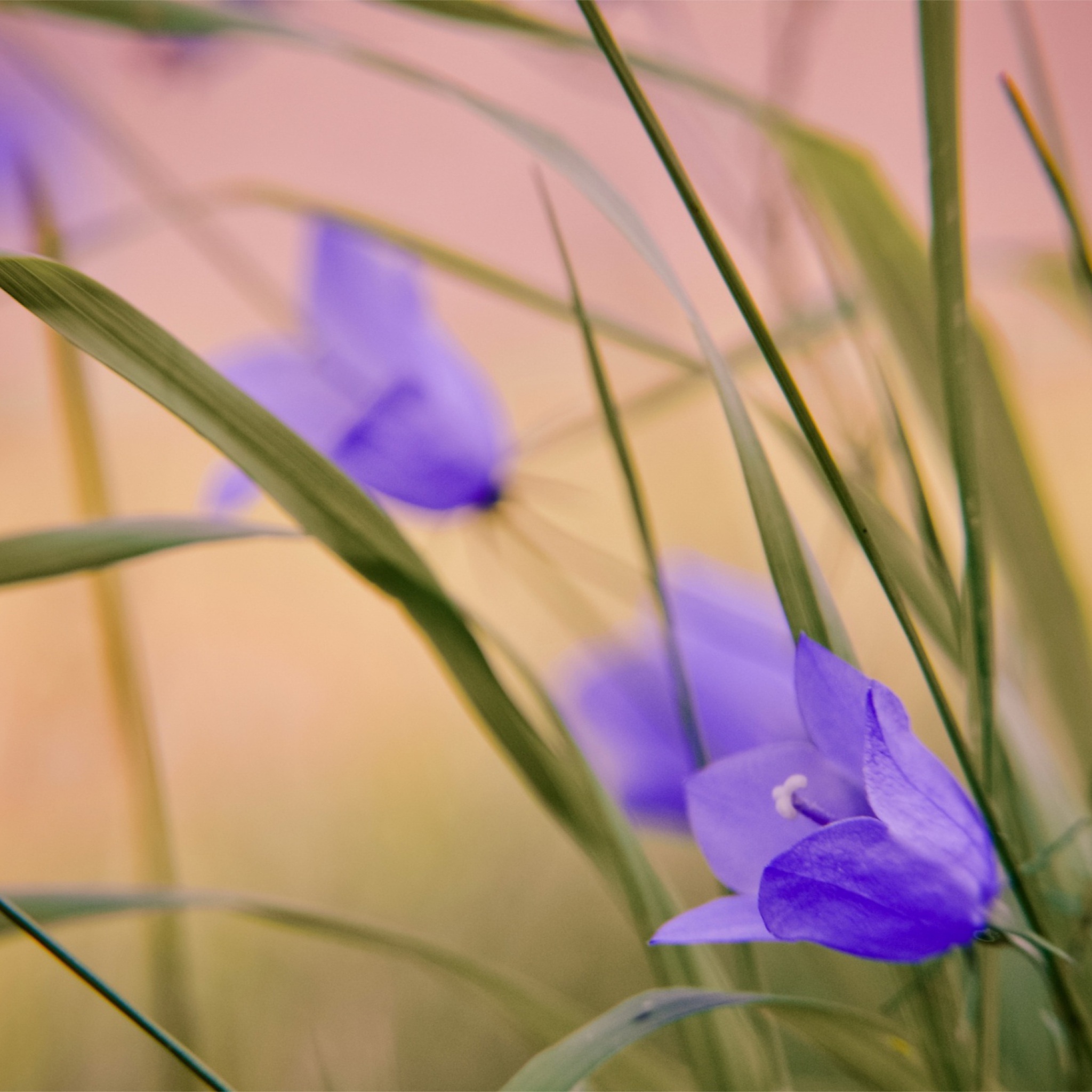 Fondo de pantalla Blue Wild Flowers 2048x2048