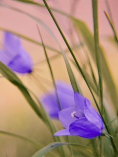 Screenshot №1 pro téma Blue Wild Flowers 240x320