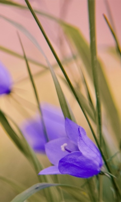 Blue Wild Flowers screenshot #1 240x400