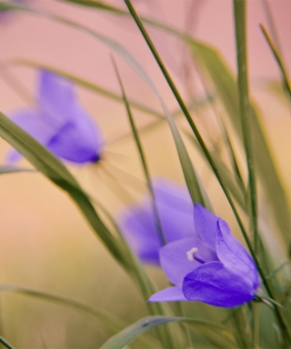 Blue Wild Flowers - Obrázkek zdarma pro Nokia X7