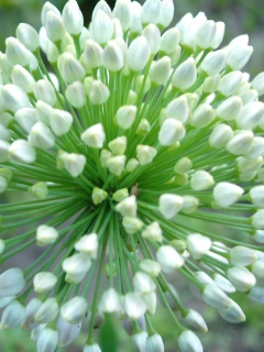 Screenshot №1 pro téma Onion Flower 240x320