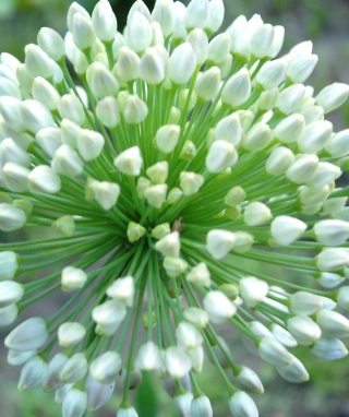 Onion Flower - Obrázkek zdarma pro Nokia Asha 306