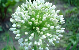 Onion Flower - Obrázkek zdarma pro 1280x1024