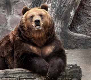 Big Bear papel de parede para celular para iPad