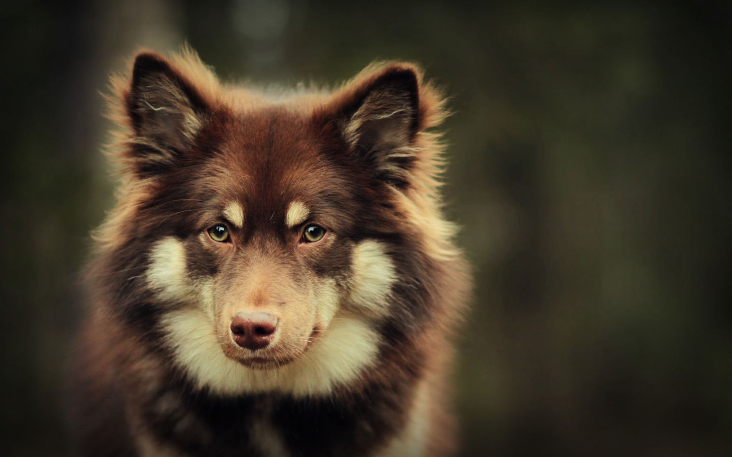 Dog With Smart Eyes wallpaper 1440x900