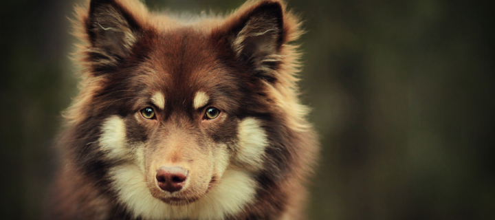 Dog With Smart Eyes wallpaper 720x320