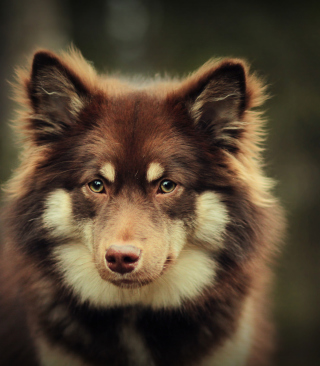 Dog With Smart Eyes - Obrázkek zdarma pro Nokia X3