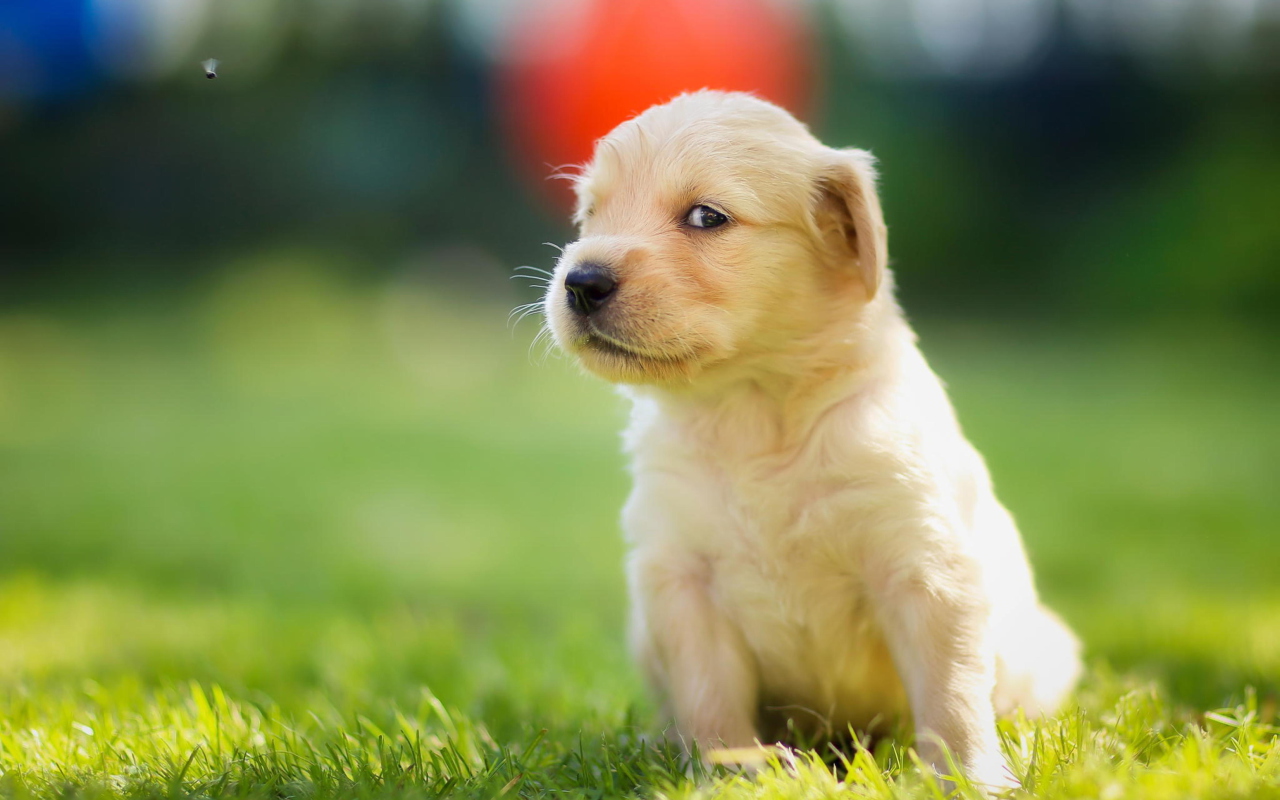 Screenshot №1 pro téma Cute Golden Retriever Puppy 1280x800